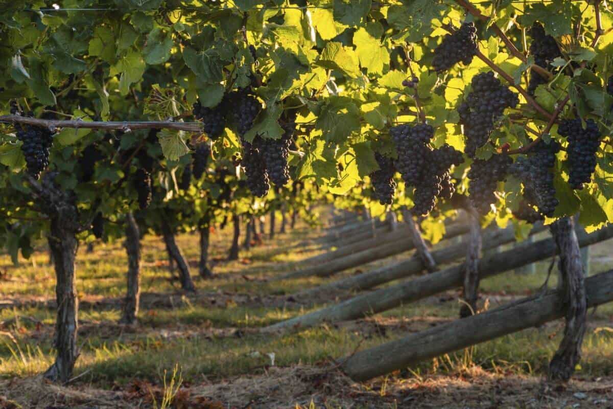 Bodega Bressia grapes in a vineyard
