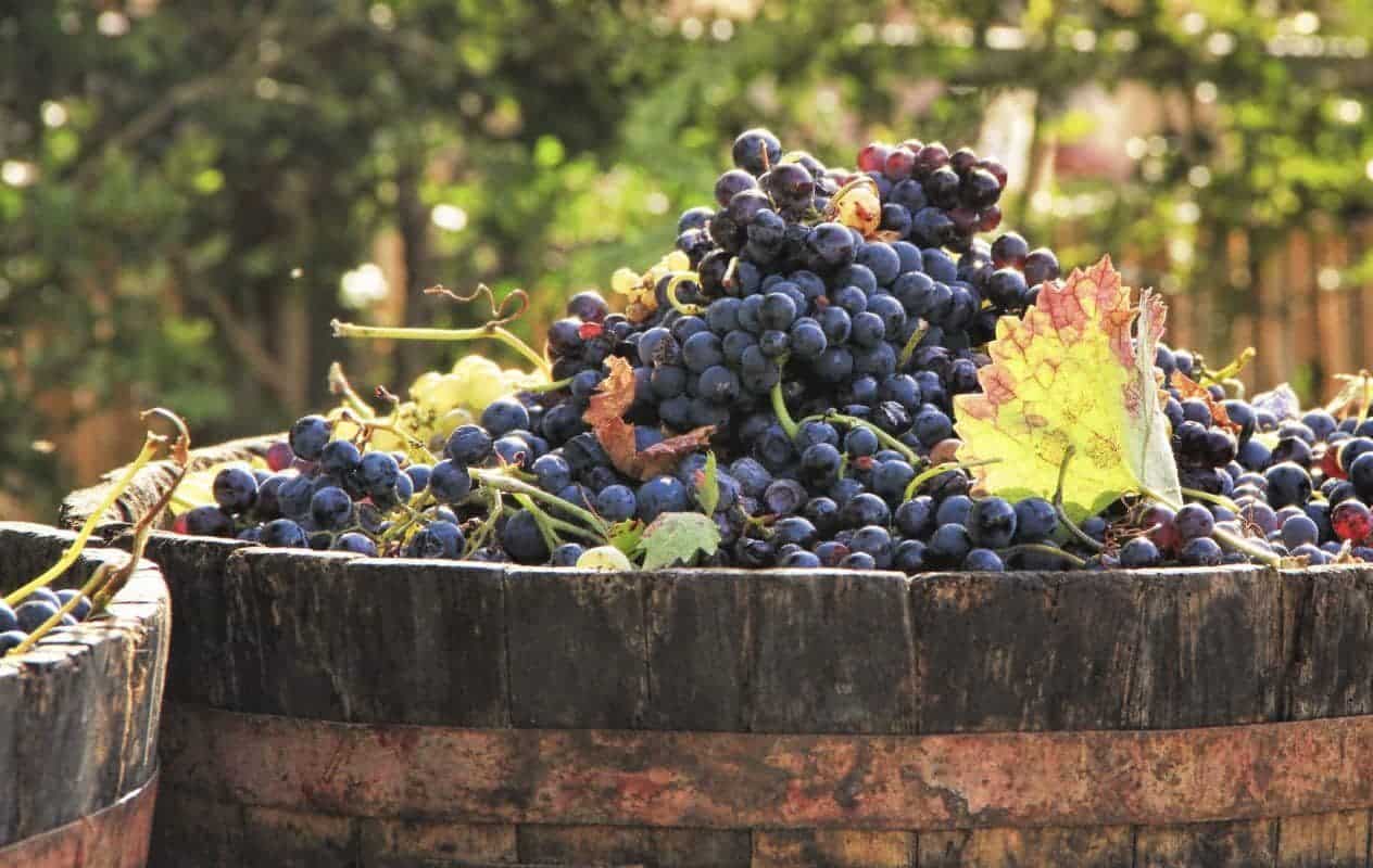 Red Biodynamic Grapes harvested and waiting to be crushed