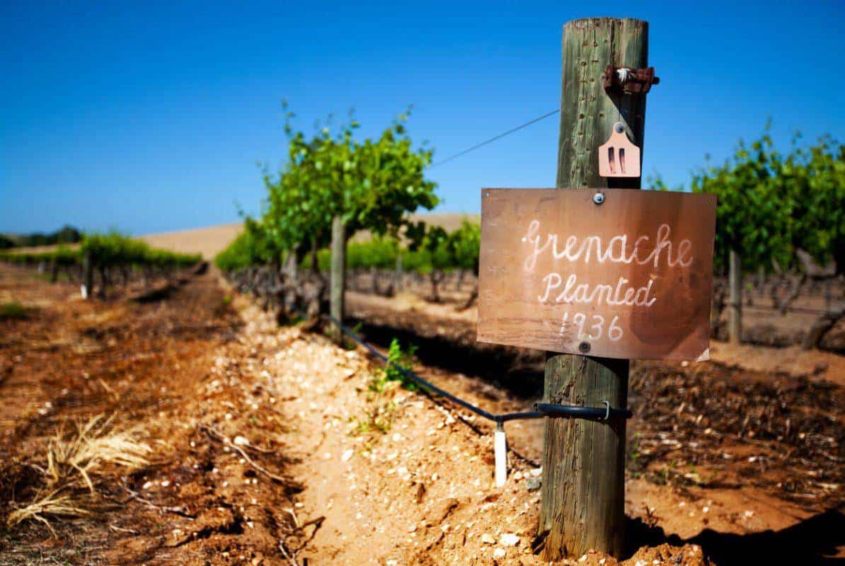 Inspiring Wines homepage header image - Vintage barrossa valley grenache vines