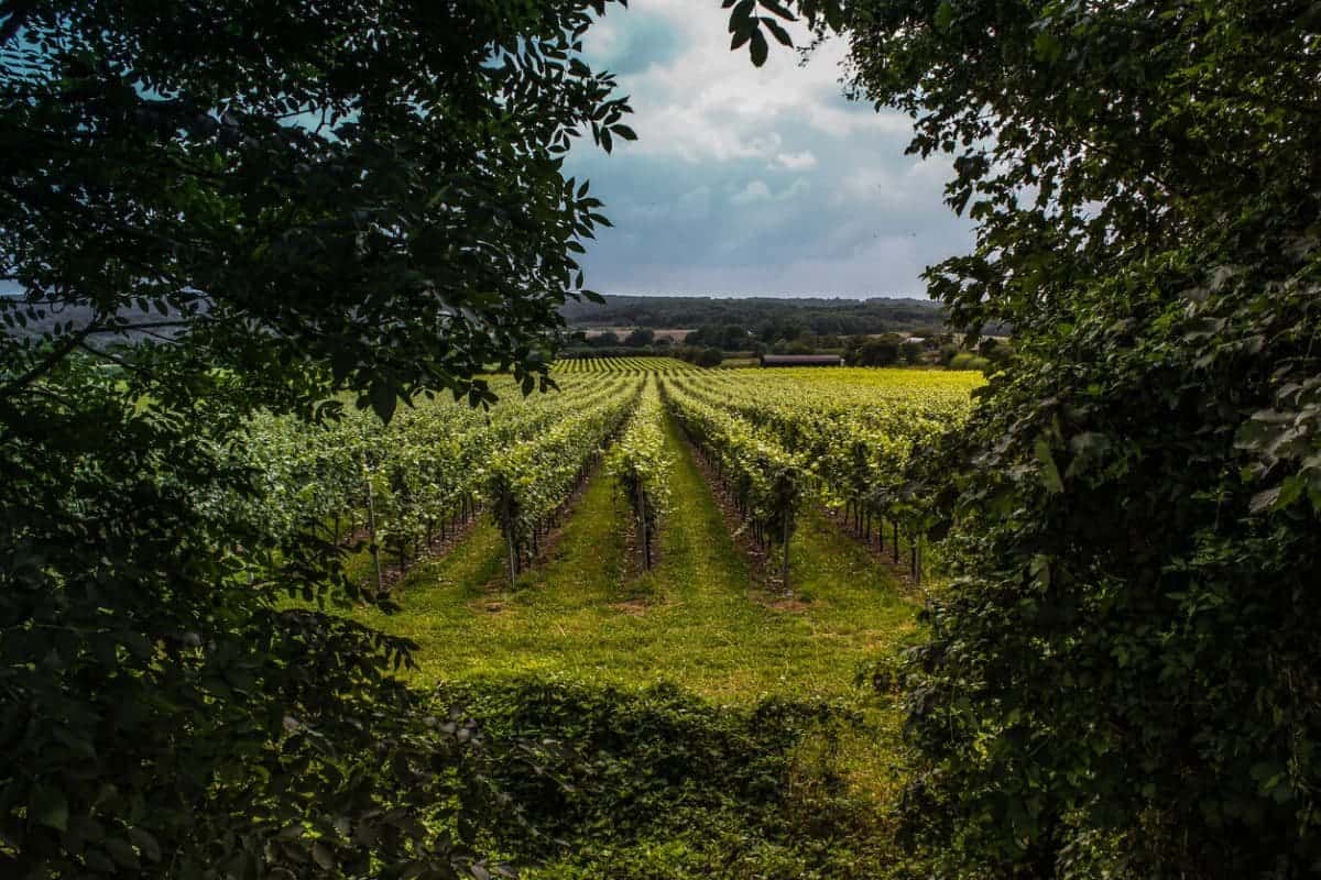 Grapes for English Sparkling Wine - View of a Kent vineyard through a summer hedgerow
