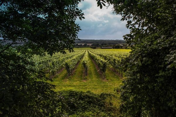 Grapes for English Sparkling Wine - View of a Kent vineyard through a summer hedgerow